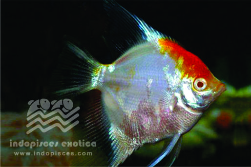 Pterophyllum Scalare